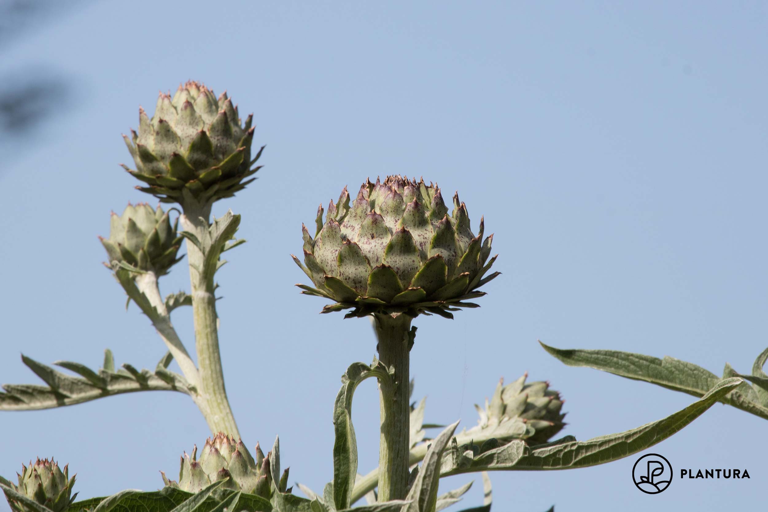 Artischockensorten: Altbewährte und neue Sorten im Überblick