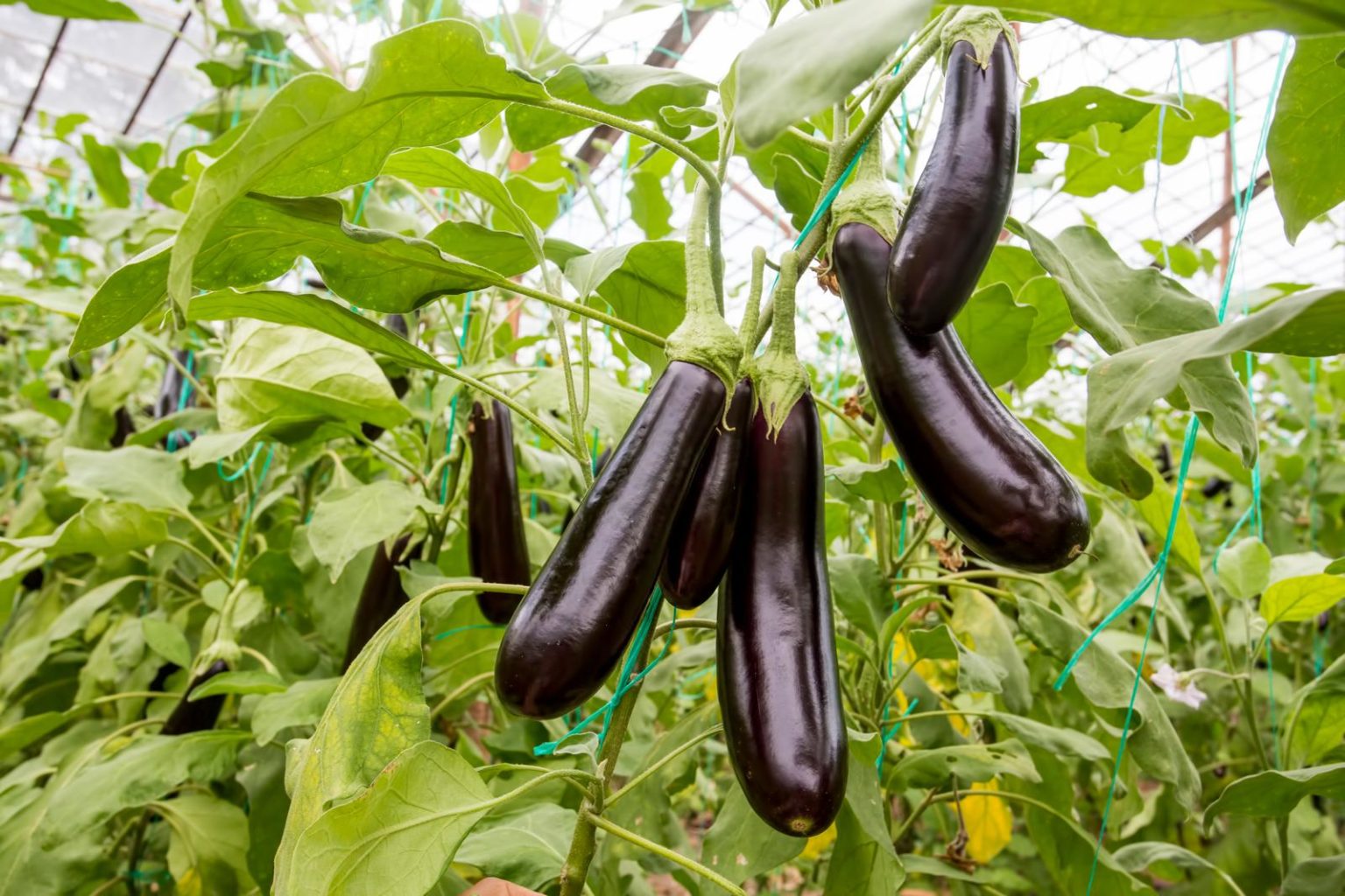 Aubergine anbauen Tipps vom Experten Plantura