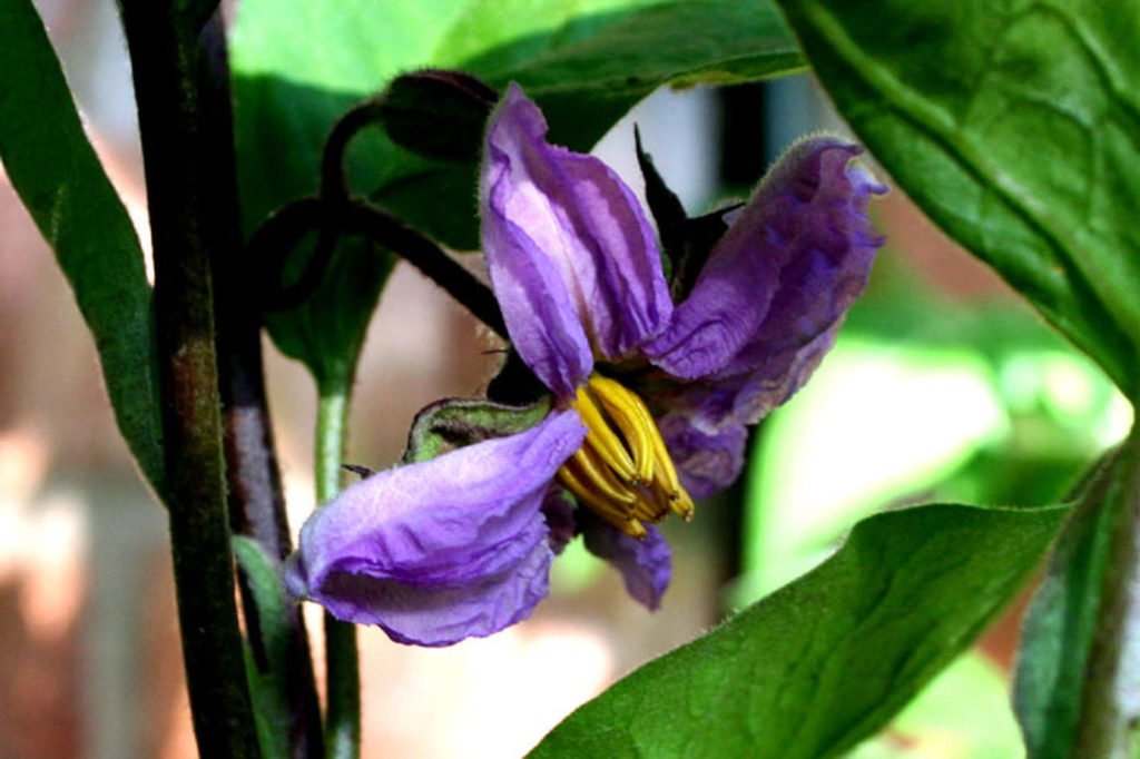 Aubergine mit lila Blüte