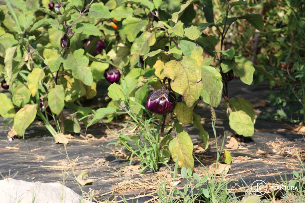Aubergine mit Mulchfolie