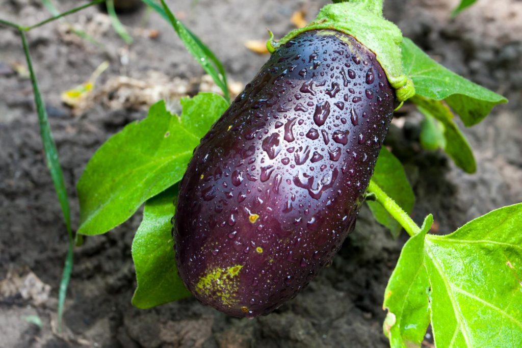 Aubergine an Pflanze