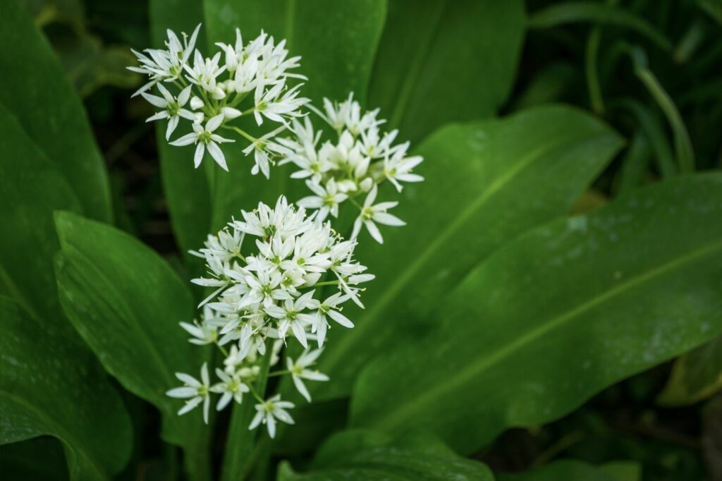 weiße Bärlauch-Blüte
