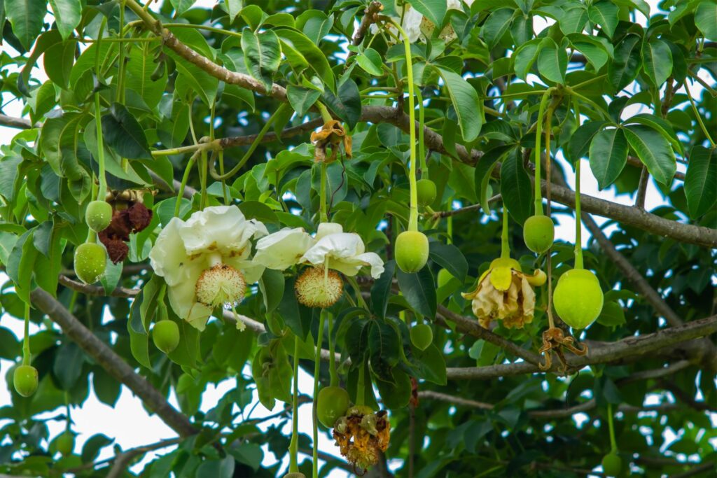 Baobab-Früchte