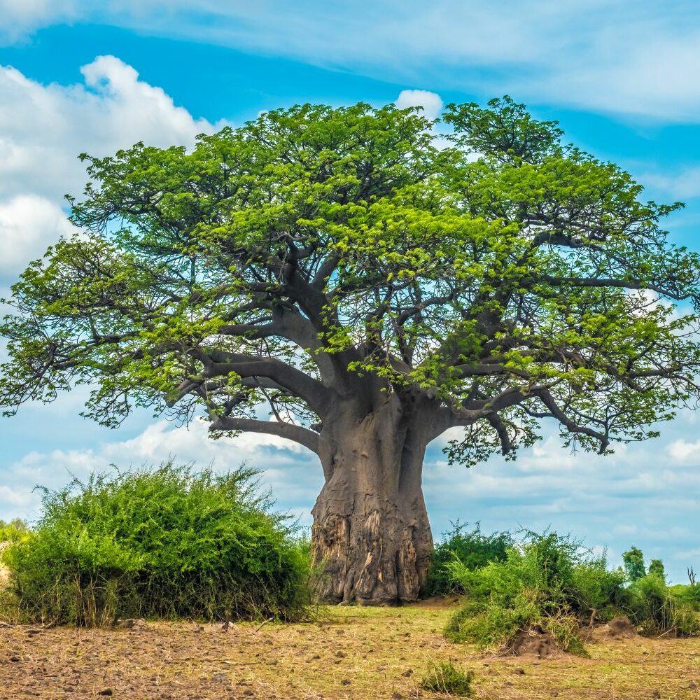 Baobab-Baum: Der afrikanische Wunderbaum - Plantura