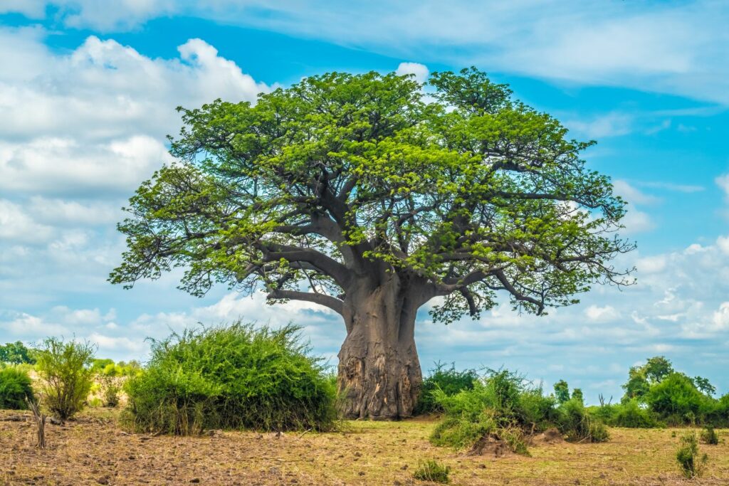 Baobabbaum in Afrika