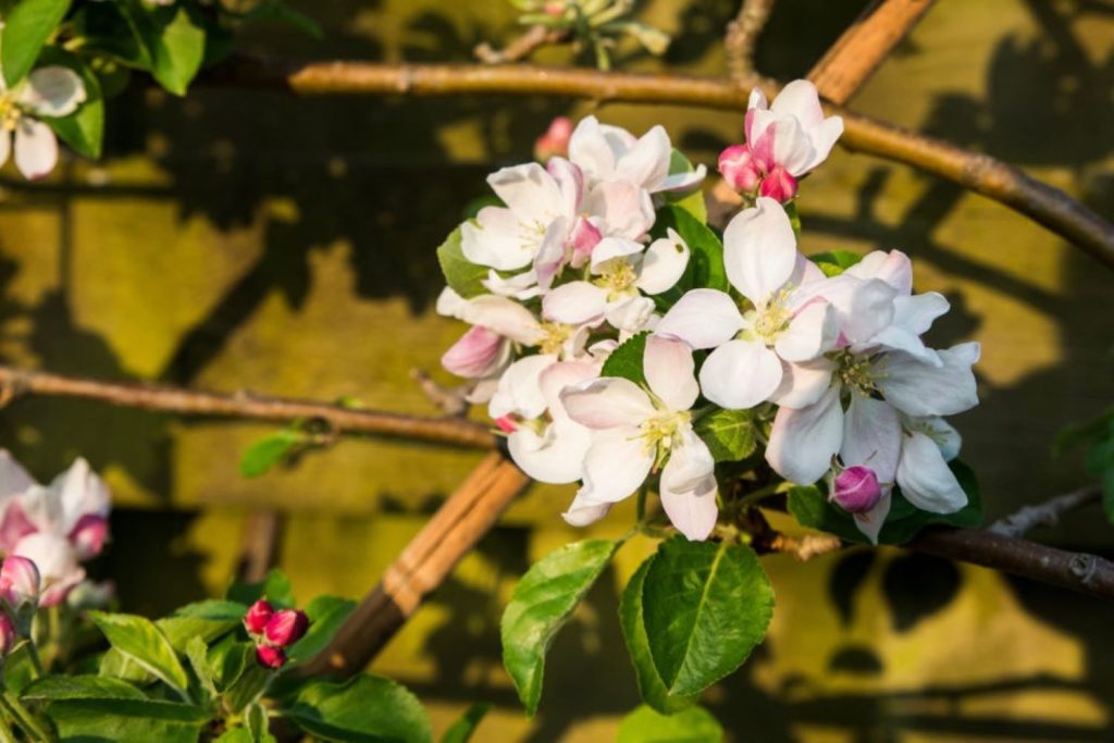 Blüten des Apfelbaums der Sorte Elstar