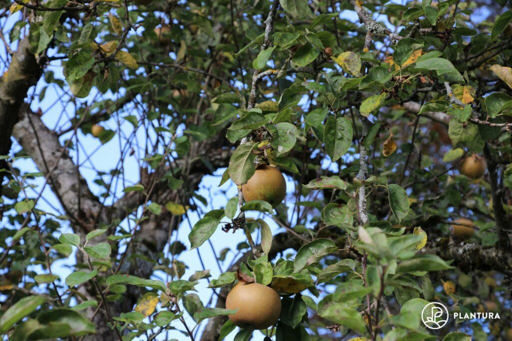 Apfel der Sorte Boskoop