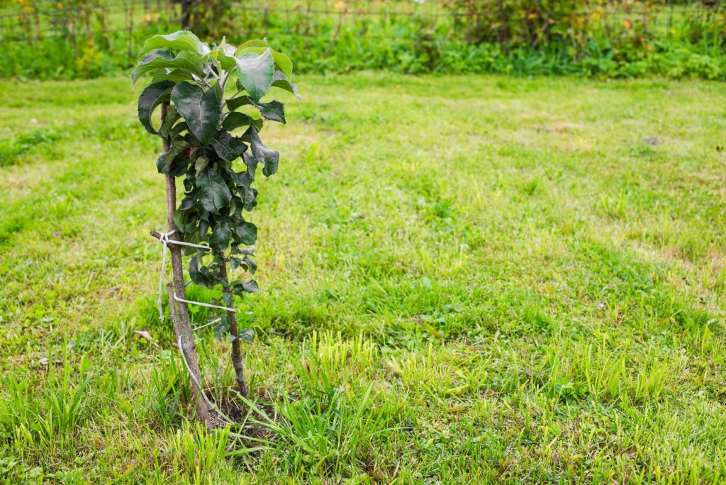 Boskoop Apfelbaum eingepflanzt