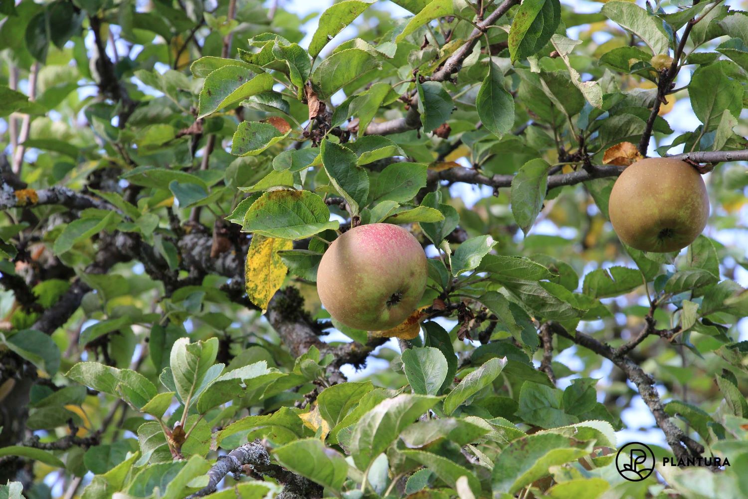Apfelsorte Boskoop: Geschmack, Erntezeit & Co