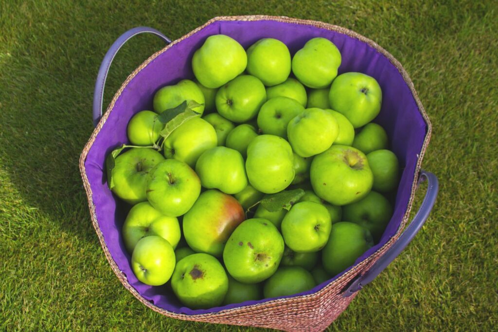 Geerntete 'Bramley Sämling' Äpfel