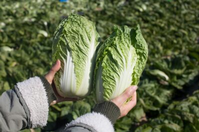 Chinakohlsorten: neue, altbewährte und resistente Sorten