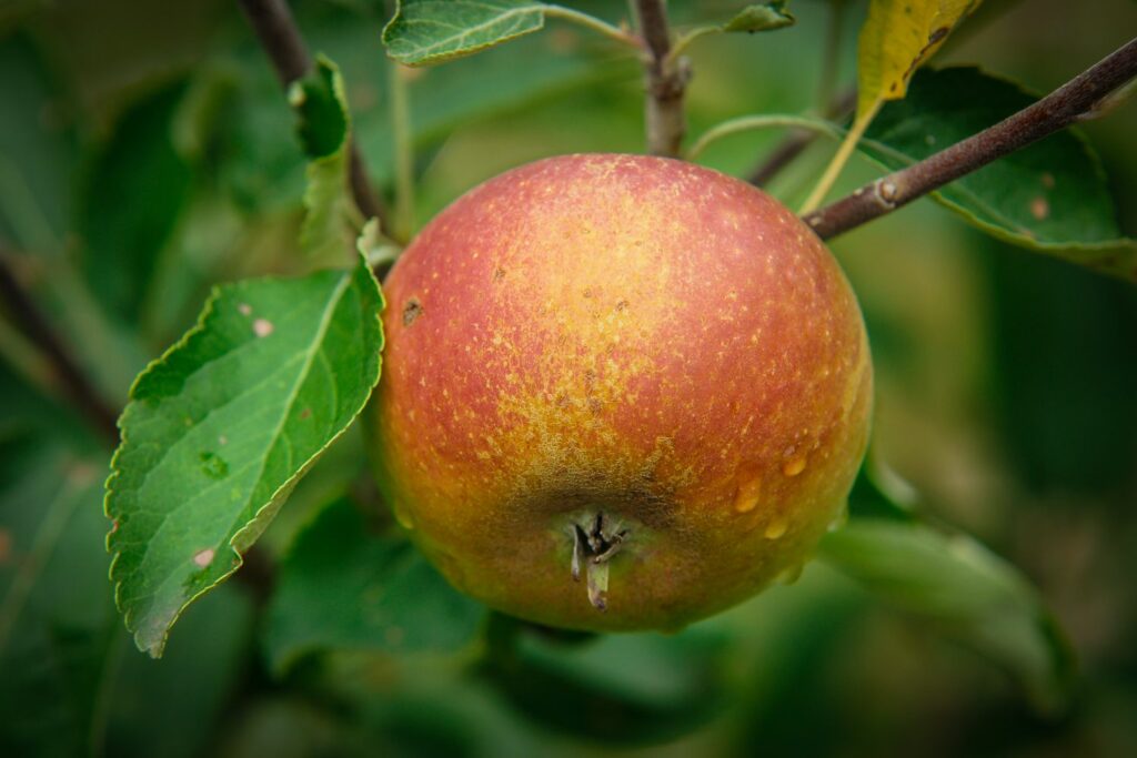 Einzelner Cox-Orange-Apfel im Baum