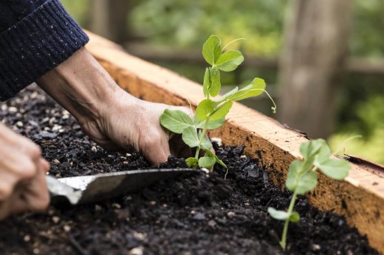 Erbsen pflanzen und erfolgreich selbst anbauen