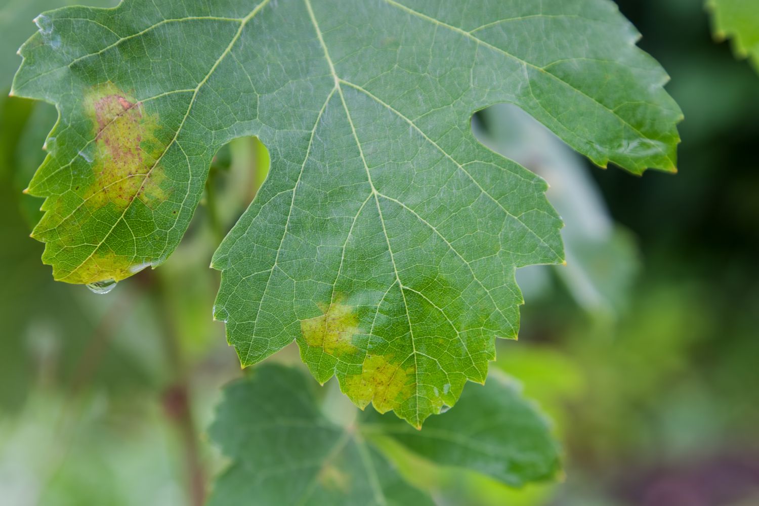 Falscher Mehltau an Blatt