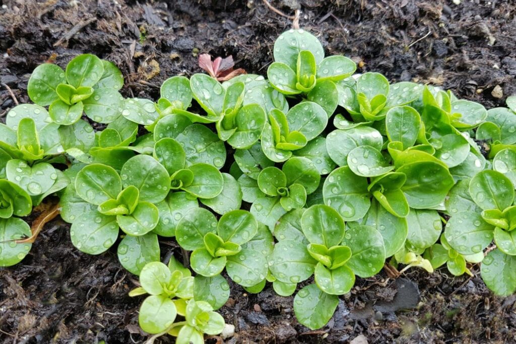 Feldsalat-Sorte Amely