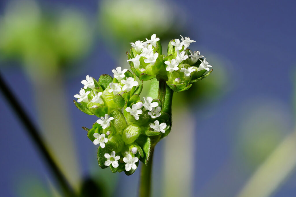 Blühender Feldsalat