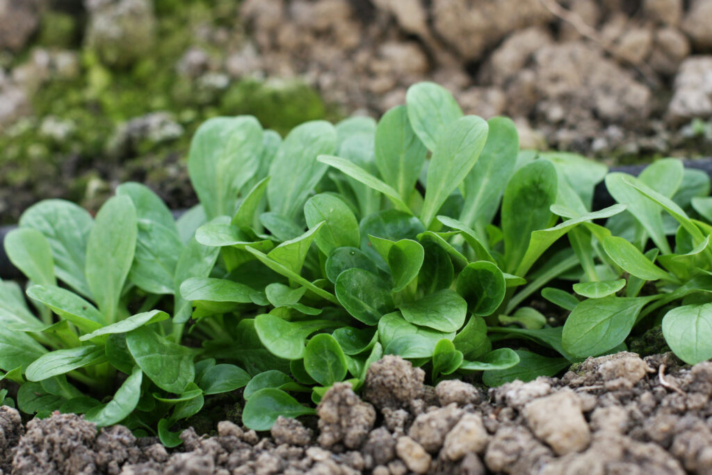 Feldsalat in Reihen angebaut