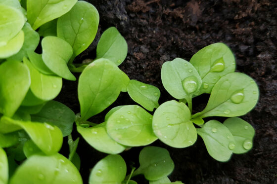 Feldsalat anbauen: Aussaat, Pflege & Erntezeit