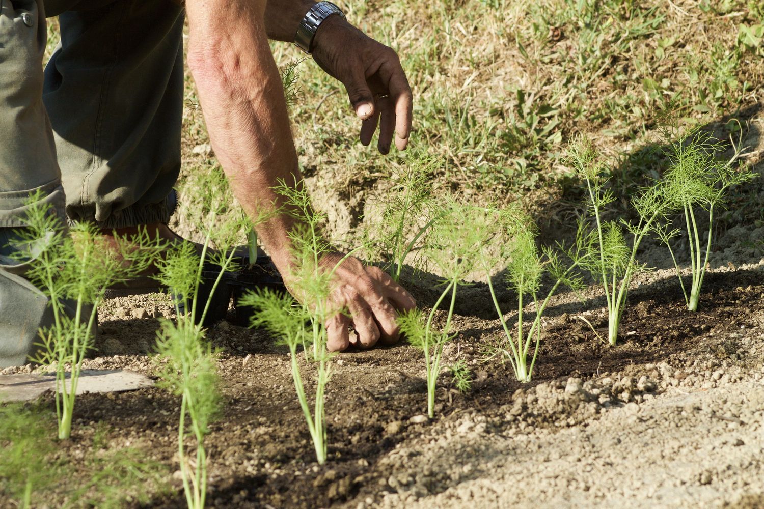 Fenchel anbauen: Aussaat, Pflege &amp; Erntezeit - Plantura