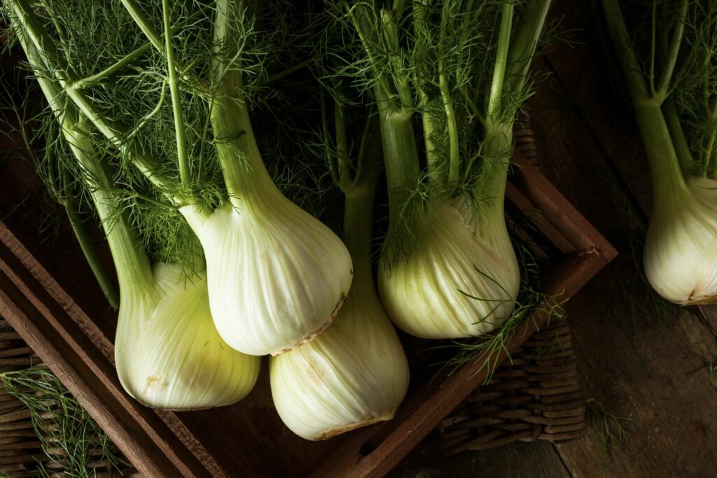 geernteter Fenchel