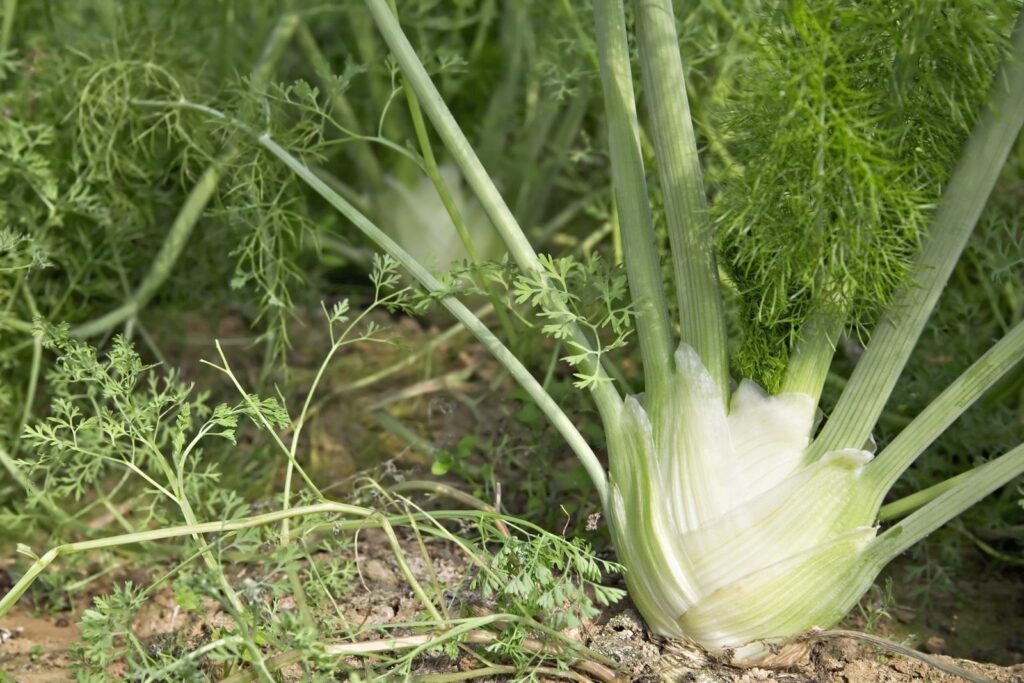 Fenchel wächst im Garten