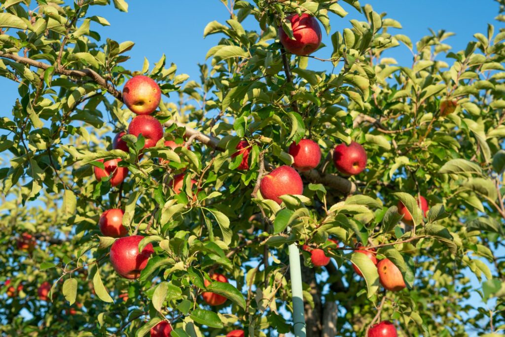 Apfelbaum Geheimrat Dr Oldenburg mit reifen Äpfeln