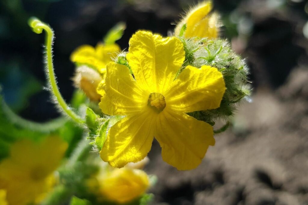 Blüte der Gurke