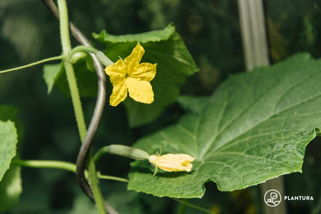 Blüte der Gurke