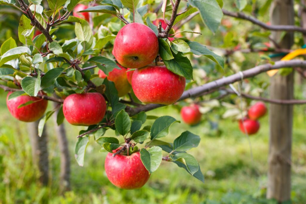 Reife Kardinal Bea Äpfel am Baum