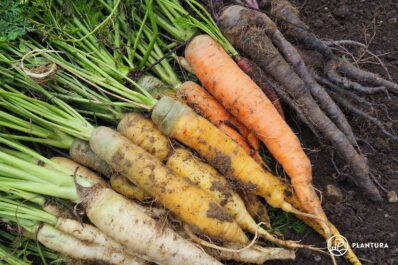 Möhrensorten: Neue & alte Karottensorten im Überblick