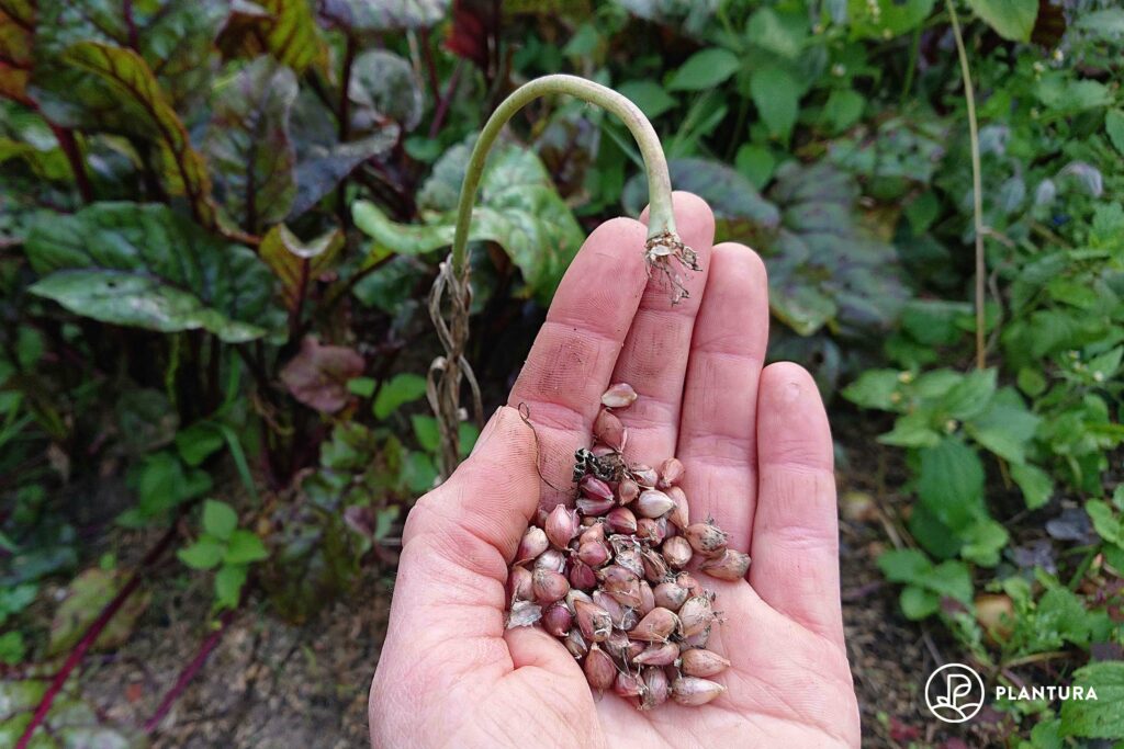 Knoblauch-Brutknospen
