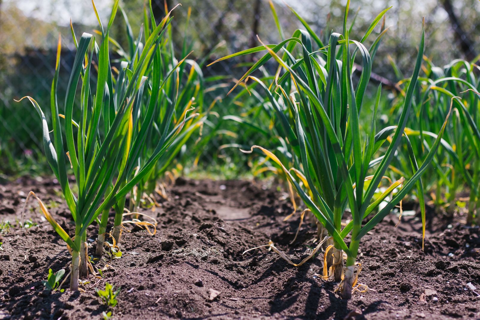 Knoblauch pflanzen: Tipps zum Setzen & Anbauen - Plantura