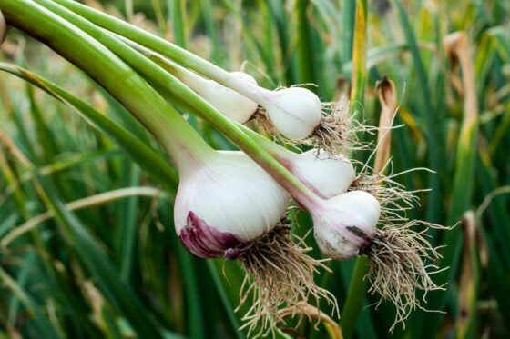 Knoblauch pflanzen: Zeitpunkt, Standort & Methoden