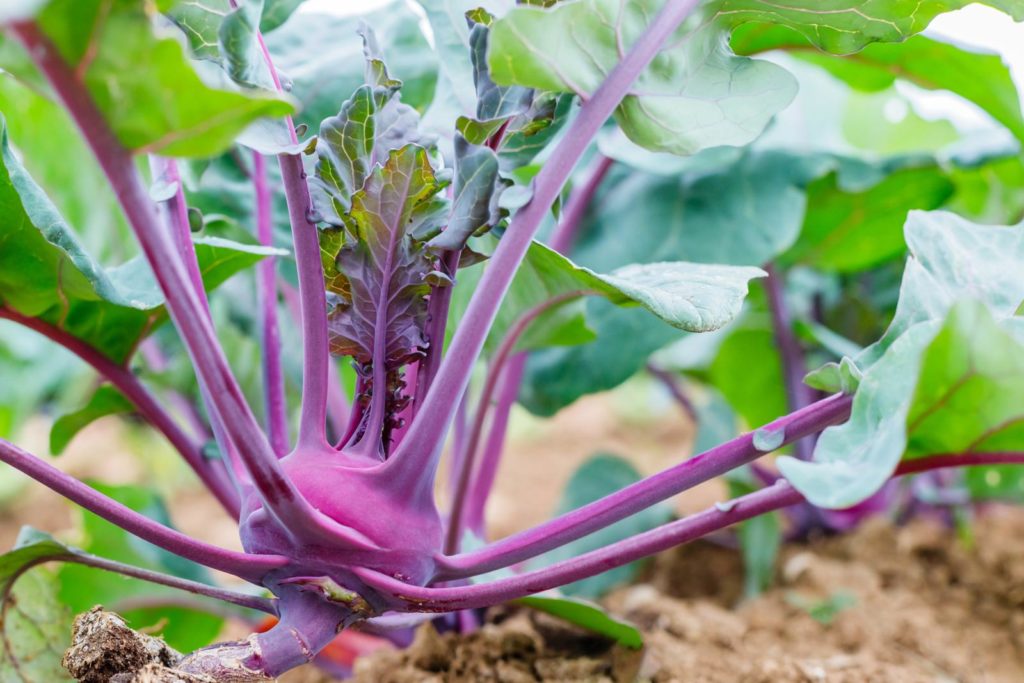 Violetter Kohlrabi