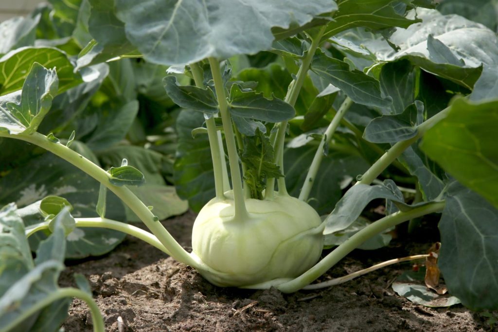 Kohlrabi pflanzen: Kohlrabi im eigenen Garten anbauen - Plantura