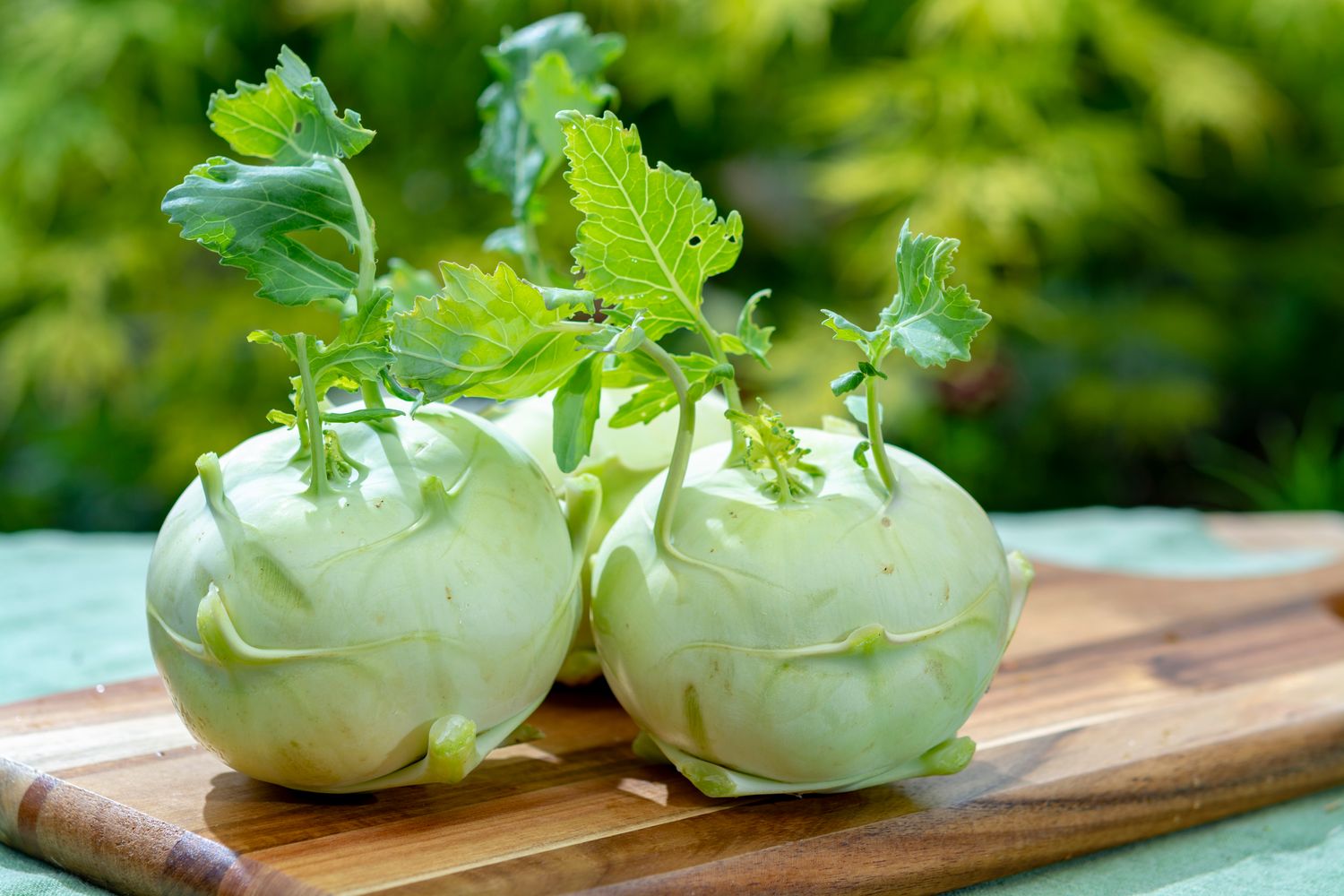 Kohlrabisorten: neue, alte und robuste Sorten im Überblick