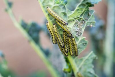 Kohlweißling: Steckbrief und Bekämpfung der Schmetterlingsraupe
