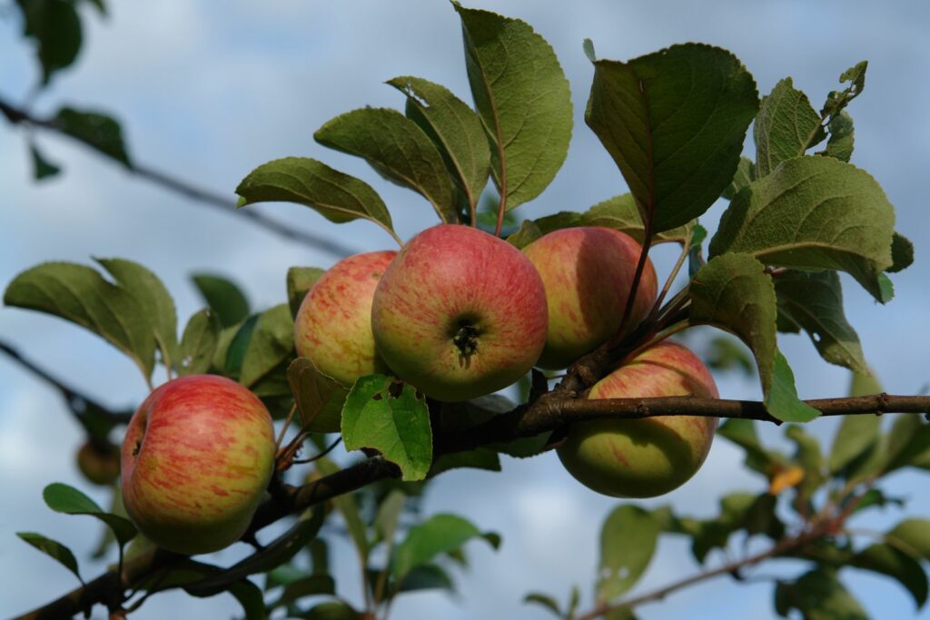 Äpfel des Korbiniansapfelbaums