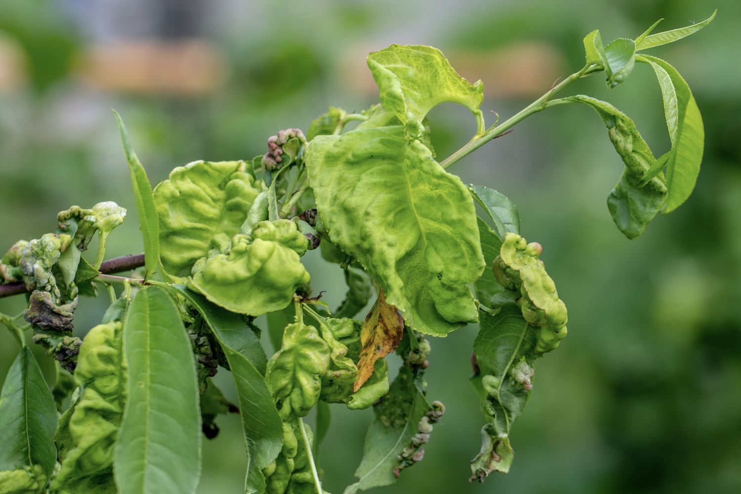 Kräuselkrankheit: Symptome am Pfirsich erkennen & zuverlässige Bekämpfung