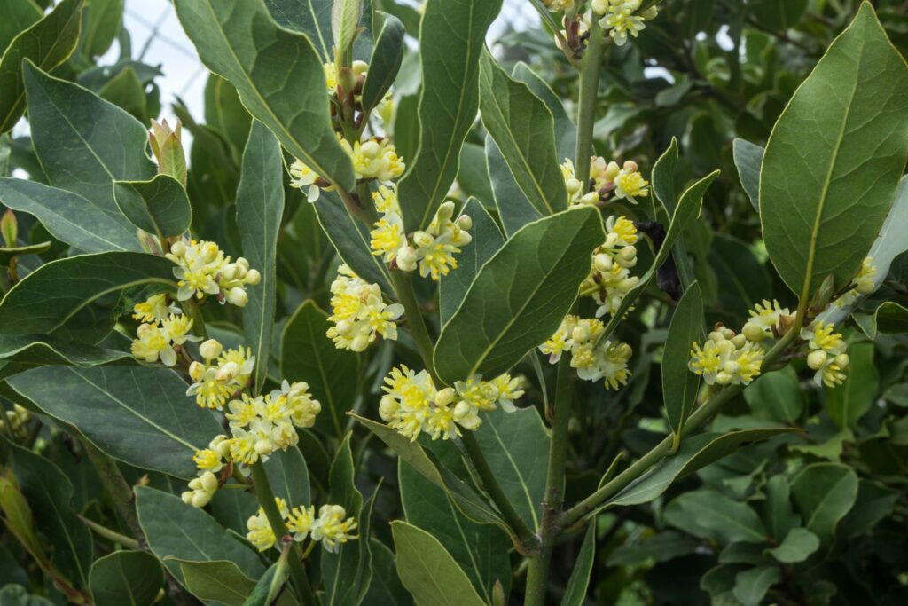 gelbe Lorbeer-Blüten