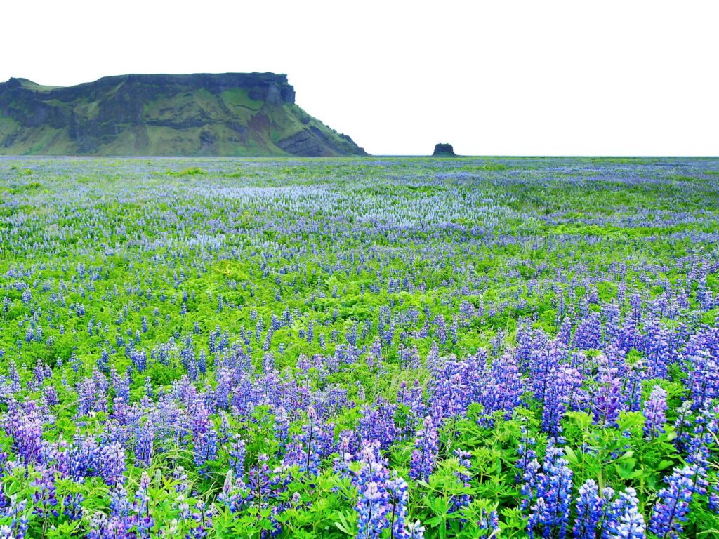 Lupinen in großem Feld