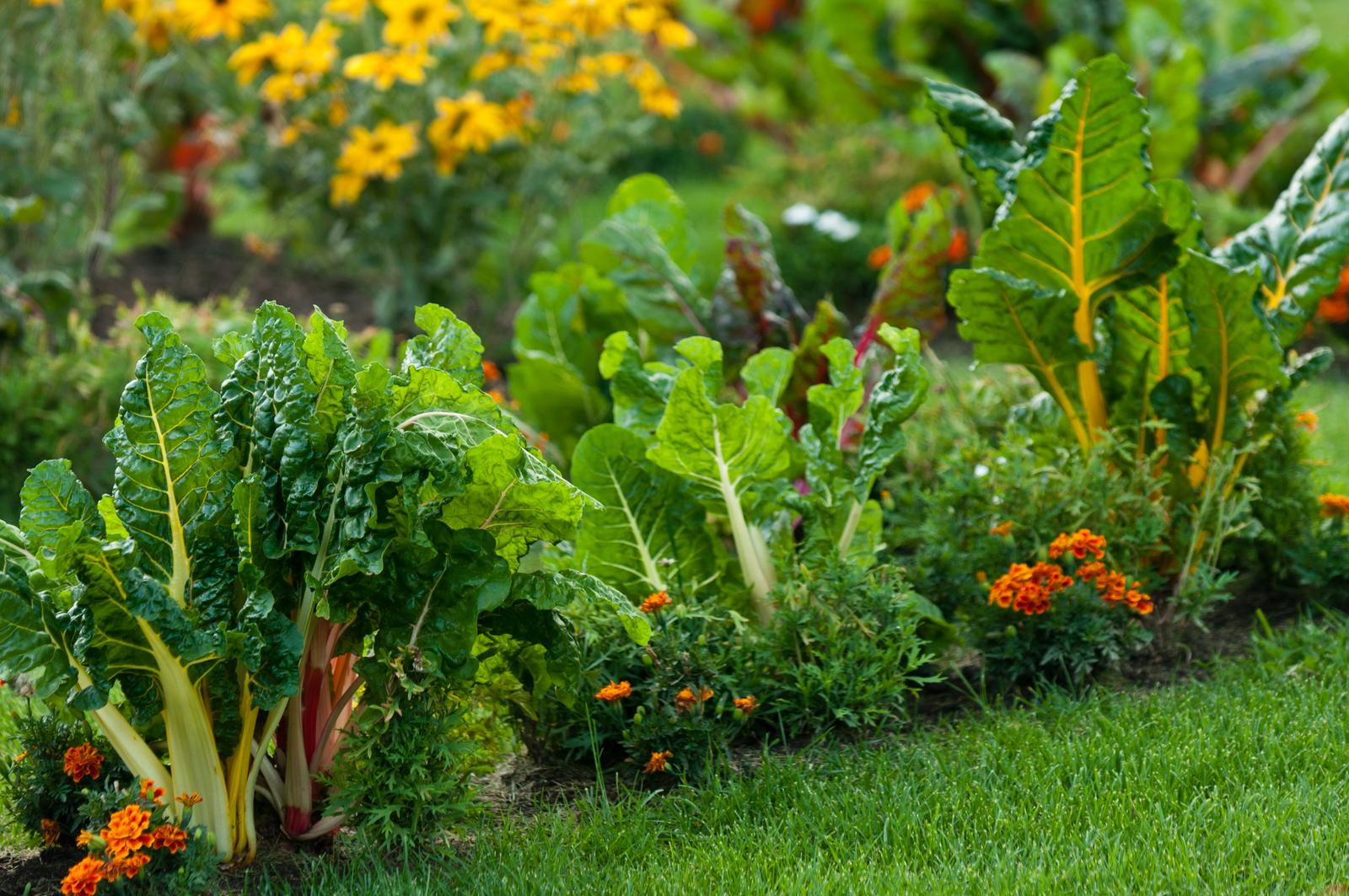 Mangold pflanzen Standort & Plantura