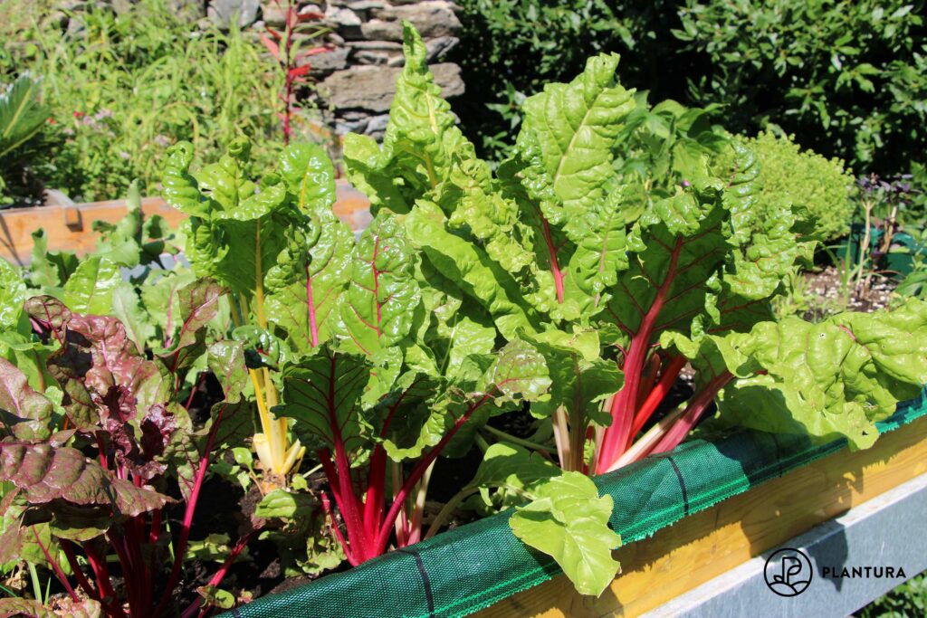 Mangold-Anbau im Hochbeet