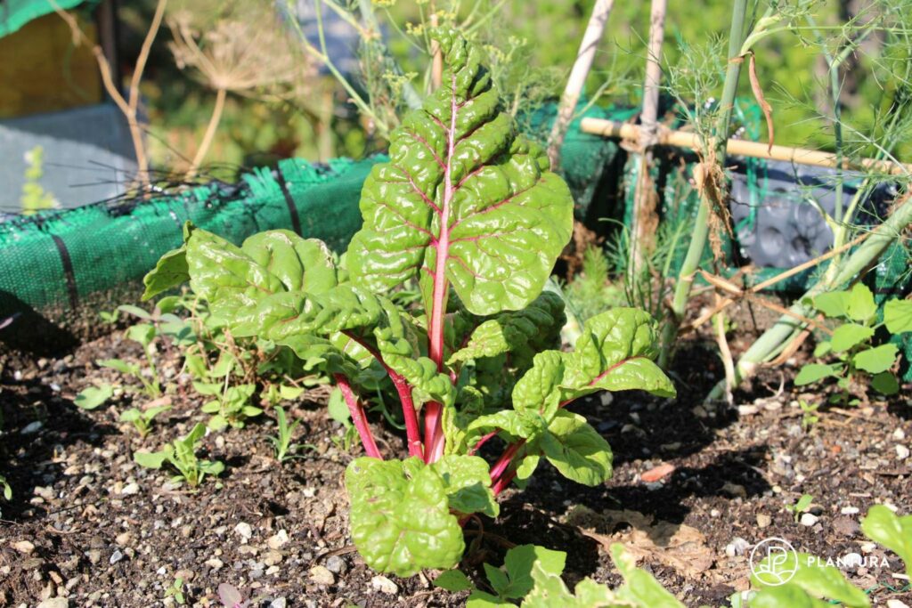 Mangold im Hochbeet