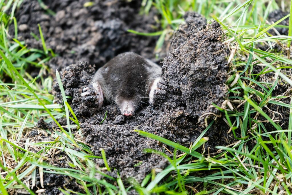 Maulwurf im Garten