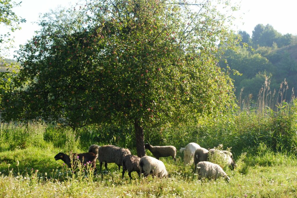 Apfelbaum Maunzenapfel mit Schafen