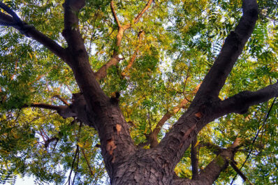Neemschrot – Der Wunderbaum Niem