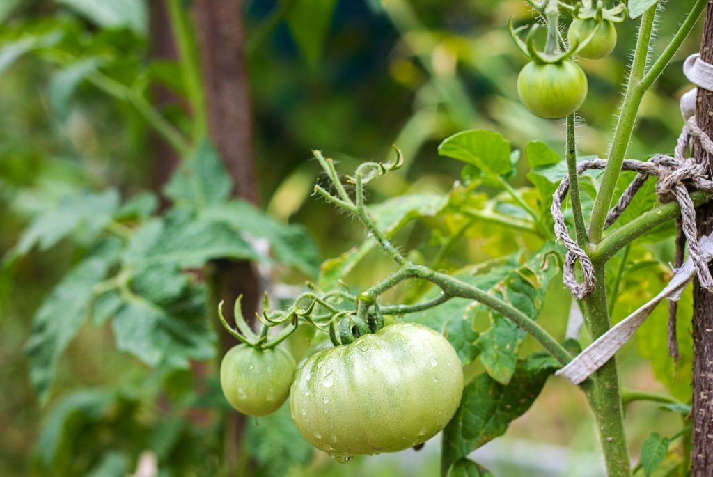 Unreife Oaxacan Jewel Tomate an der Pflanze