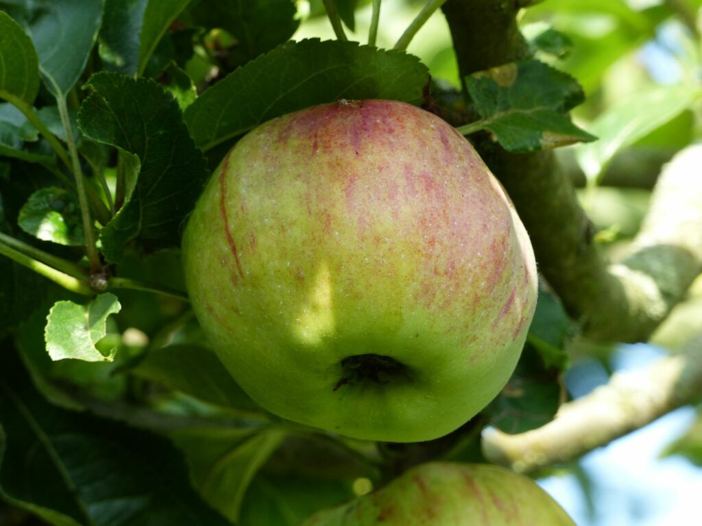 Ontarioapfel am Apfelbaum