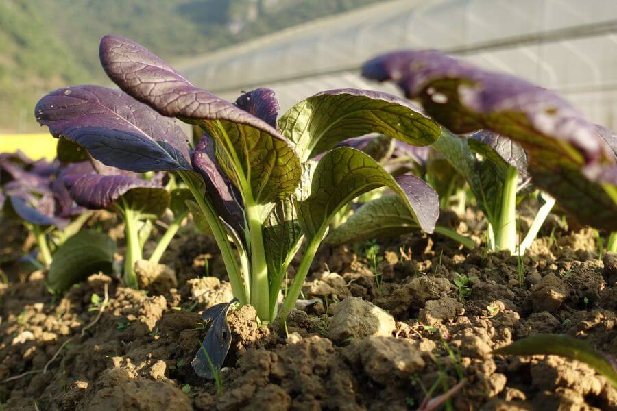 Pak Choi Sorten: Die besten im Überblick - Plantura